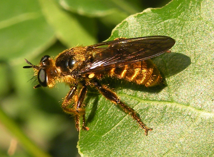 Choerades fimbriata?